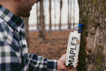 Collecting maple sap from a tree