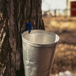 Maple sap was once collected in metal buckets back in the days
